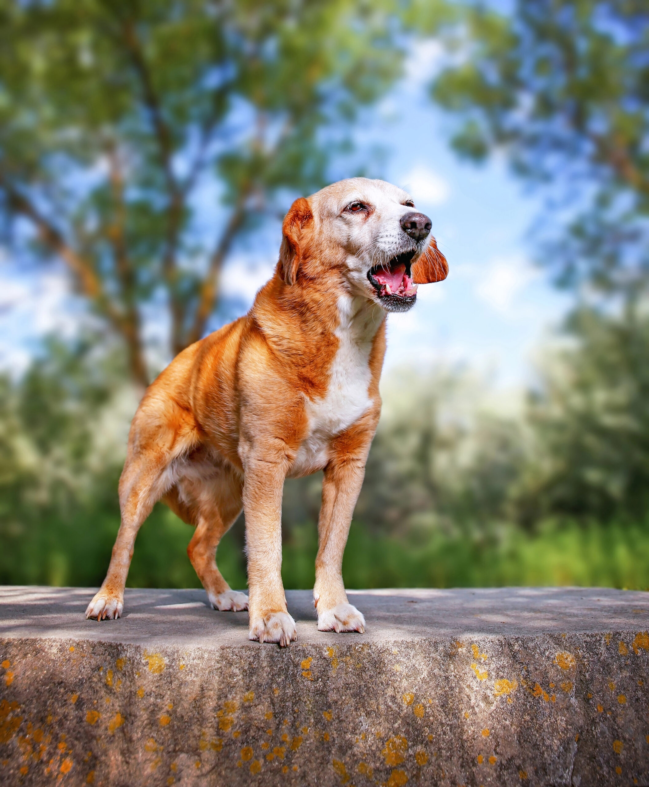 Depositphotos_217851848_XL